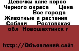 Девочки кане корсо. Черного окраса.  › Цена ­ 65 000 - Все города Животные и растения » Собаки   . Ростовская обл.,Новошахтинск г.